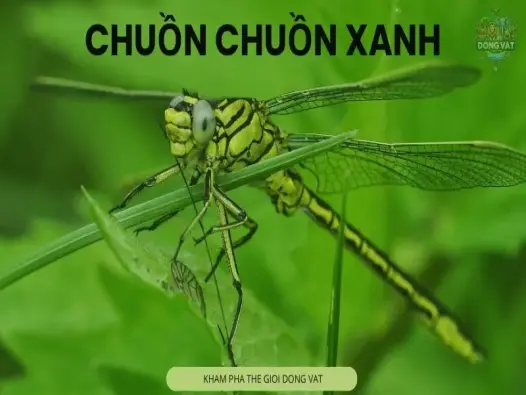 Top 5 sự thật thú vị về chuồn chuồn xanh có thể bạn chưa biết 