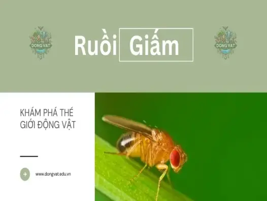  7 mẹo đơn giản đánh bay ruồi giấm vĩnh viễn hiệu quả bất ngờ