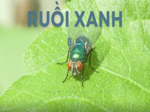 Ruồi xanh: Nguyên nhân, tác hại và cách phòng ngừa hiệu quả