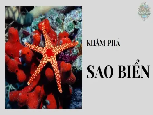 Khám phá sự kỳ diệu của sao biển: Biểu tượng đại dương đầy bí ẩn