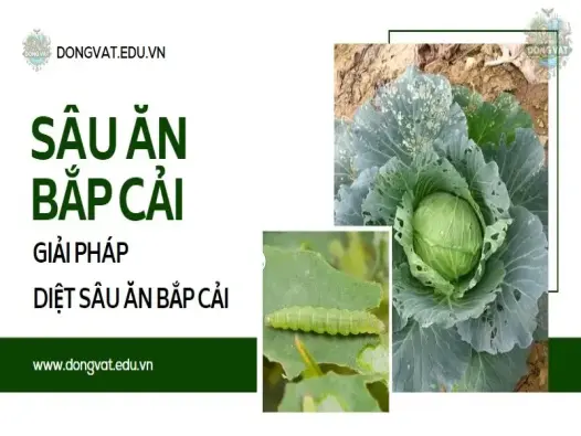 Giải pháp diệt sâu ăn bắp cải hiệu quả không thể bỏ qua