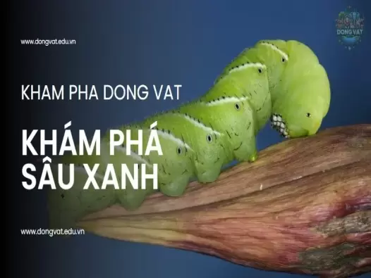 Khám phá sâu xanh: Vòng đời, đặc điểm và cách diệt trừ hiệu quả