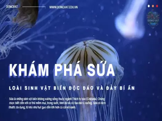 Khám phá sứa: Loài sinh vật biển độc đáo và đầy bí ẩn