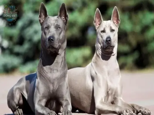 Chó Thai Ridgeback - Giống chó với khả năng săn mồi ấn tượng