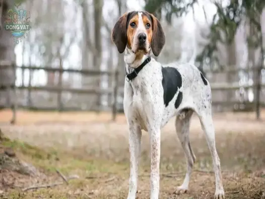 Chó Treeing Walker Coonhound - Tất cả những điều bạn cần biết