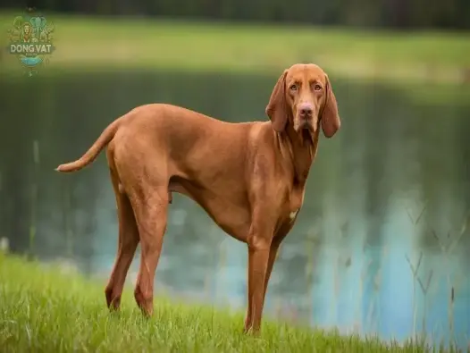 Chó Vizsla có nguồn gốc từ đâu? Đặc điểm và cách chăm sóc