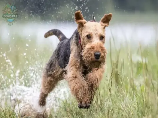 Chó Welsh Terrier - Giống chó quý hiếm với bản tính độc đáo