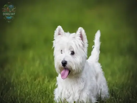 Chó West Highland White Terrier - Chú chó đáng yêu và dũng cảm