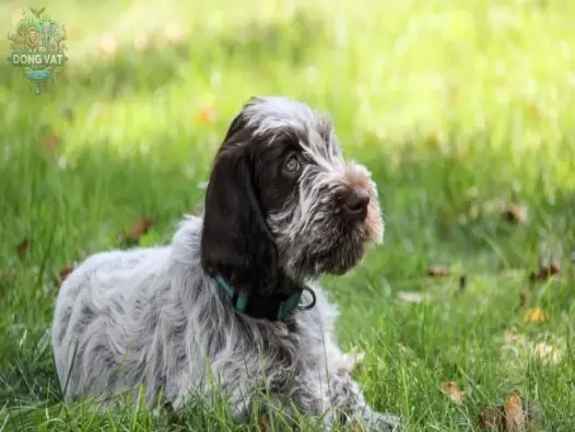 Chó Wirehaired Pointing Griffon - người bạn đồng hành lí tưởng