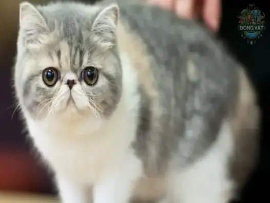 Tại sao nên chọn nuôi mèo Exotic (Exotic Shorthair) trong gia đình?