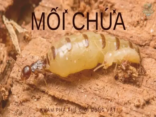 Tìm hiểu về mối chúa - Loài côn trung mang nhiều bí ẩn