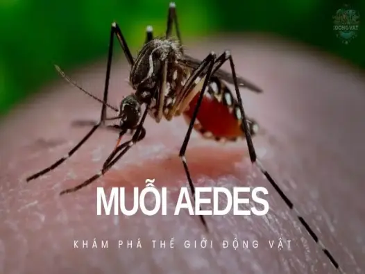 Khám phá thế giới bí ẩn vô cùng kỳ thú của loài muỗi Aedes