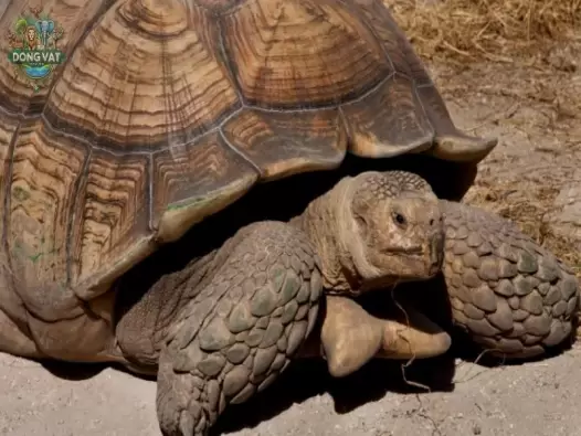 Khám phá bí ẩn của rùa Aldabra - Loài rùa lớn nhất Thế giới