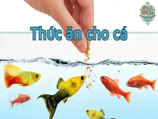 Mẹo chọn thức ăn cho cá cảnh đúng cách giúp cá phát triển tốt