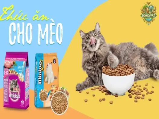 Hướng dẫn chọn thức ăn cho mèo theo độ tuổi và sức khỏe