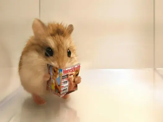 Top 55+ ảnh hamster meme vui nhộn bạn không thể bỏ qua