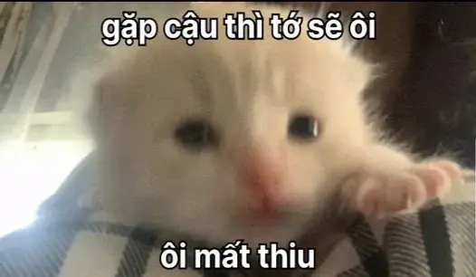 Top ảnh meme thả thính cực cute khiến ai cũng phải cười