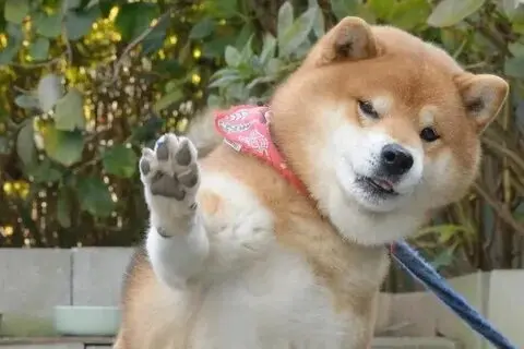 Tổng hợp ảnh shiba meme siêu ngộ nghĩnh hài hước nhất