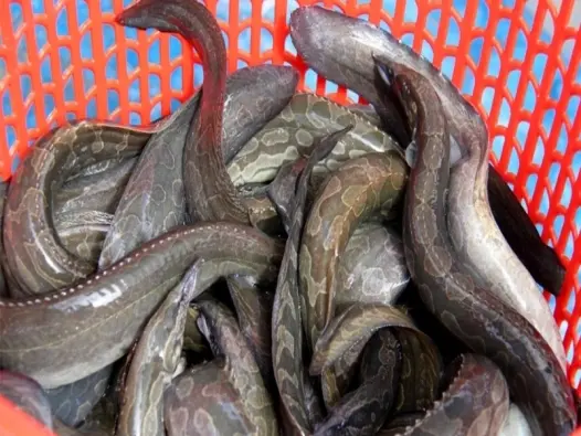 Tìm hiểu về loài cá chạch lấu và những điều thú vị