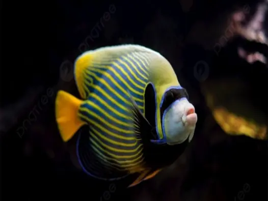 Tìm hiểu về loài Cá hoàng đế (emperor fish) và đặc điểm sinh học