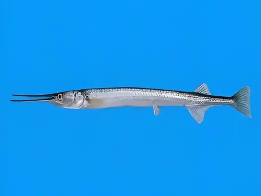 Tìm hiểu về loài Cá kìm trong hệ sinh thái nước mặn