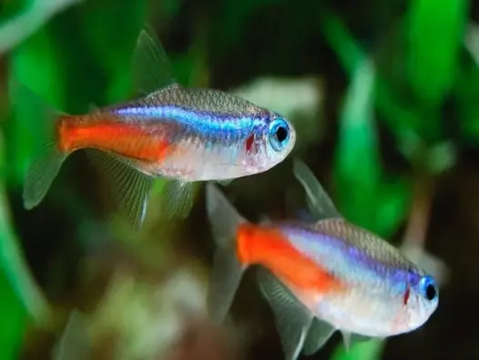 Tìm hiểu về loài Cá neon và cách nuôi cá đẹp trong bể