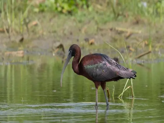 Tìm hiểu về Chim cò quắm (Glossy Ibis) loài chim quý hiếm
