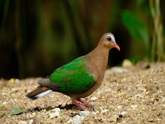Tìm hiểu về chim cu xanh và đặc điểm sống trong tự nhiên