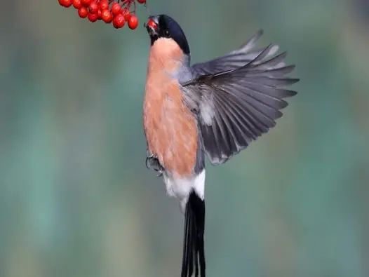 Tìm hiểu về Chim hồng đậu và những điều bạn chưa biết