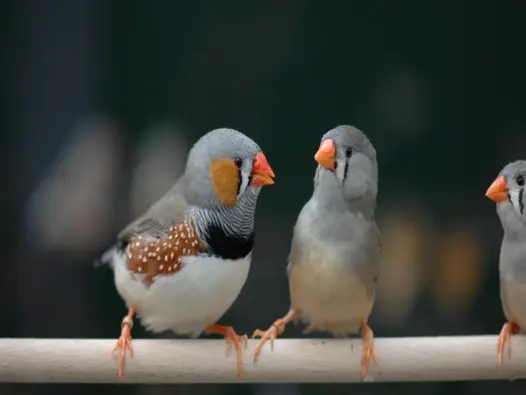 Tìm hiểu về Chim manh manh loài chim nhỏ nhưng đầy sức sống