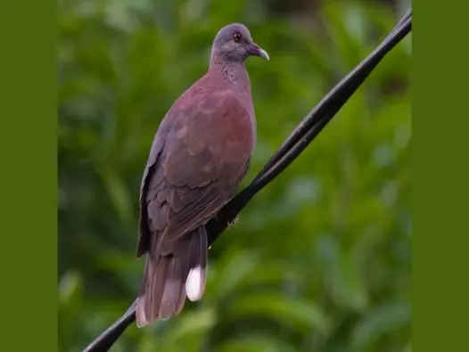 Cùng tìm hiểu về Chim ngói đỏ loài chim quý hiếm tại Việt Nam