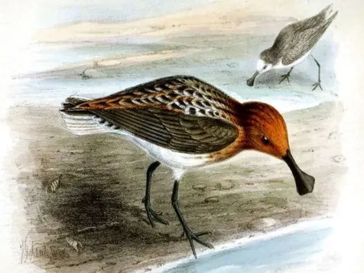 Tìm hiểu về Chim rẽ mỏ thìa loài chim quý hiếm cần bảo vệ