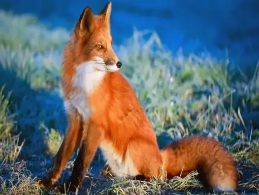 Avatar con cáo cực chất cho dân mê hình ảnh ấn tượng 2025