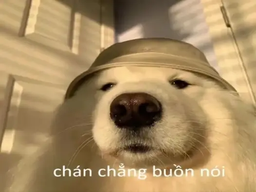 Khám phá meme chán cực hot khiến cộng đồng mạng dậy sóng