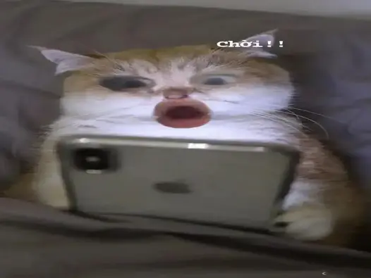 Meme ngạc nhiên là gì gây bão mạng xã hội mọi lứa tuổi