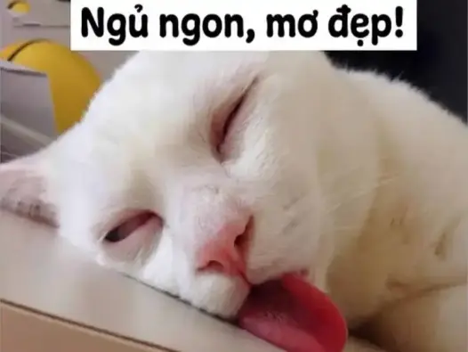 Bùng nổ xu hướng meme ngủ gật khiến cộng đồng cười nghiêng