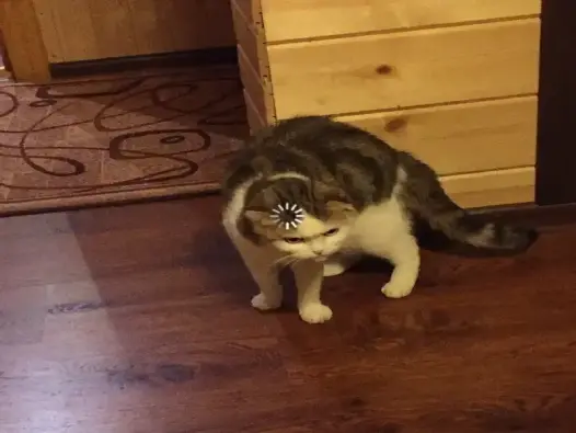 Khám phá ảnh meme vô tri hài hước khiến dân mạng cười