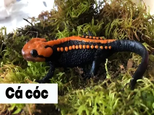 Khám phá cuộc sống kỳ lạ của cá cóc lưỡng cư dưới kính hiển vi