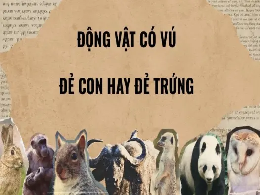 Động vật có vú đẻ con hay đẻ trứng: bí ẩn gây tranh cãi