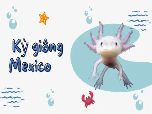 Kỳ giông Mexico- Bí ẩn khả năng tái sinh kỳ diệu của loài