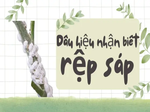 Rệp sáp bùng phát? Cách xử lý triệt để không tái nhiễm