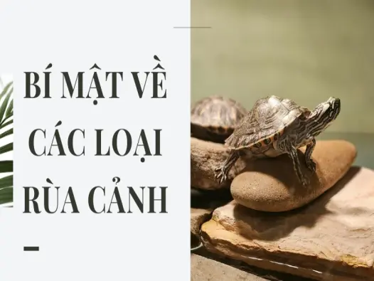 Bí mật về các loại rùa cảnh thân thiện cho trẻ nhỏ