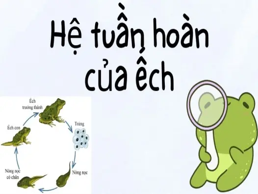 Hệ tuần hoàn của ếch và bí mật thích nghi môi trường