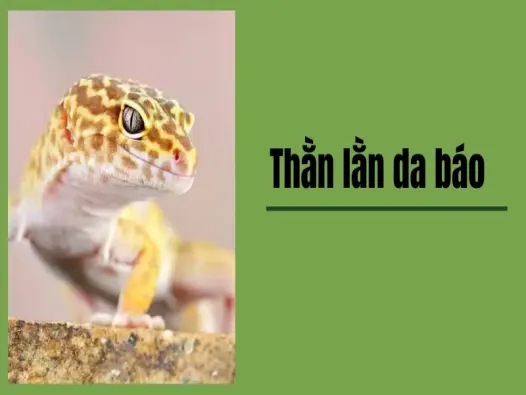 Hướng dẫn nuôi thằn lằn da báo cho người mới bắt đầu