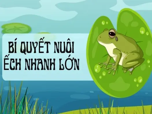 Bí quyết nuôi ếch nhanh lớn, lãi cao khiến ai cũng tò mò