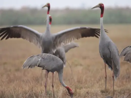 Tổng hợp những hình ảnh Chim sếu đầu đỏ đẹp nhất thế giới