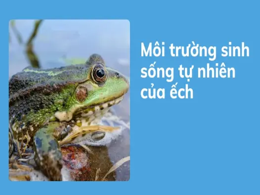 Khám phá thế giới loài ếch và những đặc tính sinh học thú vị