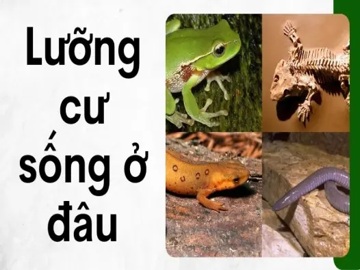 Lưỡng cư sống ở đâu và vì sao cần môi trường ẩm ướt