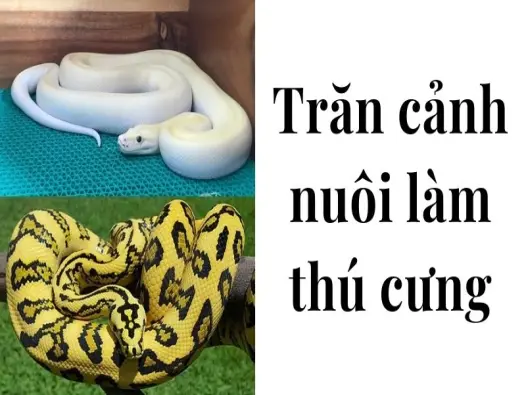 Trăn cảnh nuôi làm thú cưng tiềm ẩn rủi ro khó lường hot!