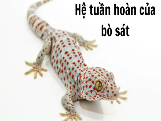 Hệ tuần hoàn của bò sát có gì khác biệt so với động vật khác